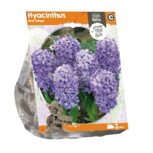 Baltus Hyacinthus Blue Tango bloembollen per 3 stuks